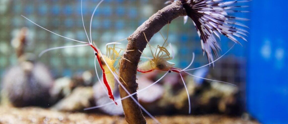 garnalen, krabben en slakken