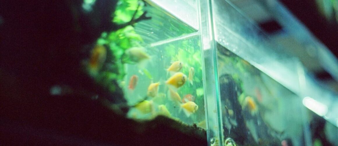 quarantine tank