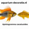 Apistogramma cacatuoides