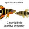 Clown killivis