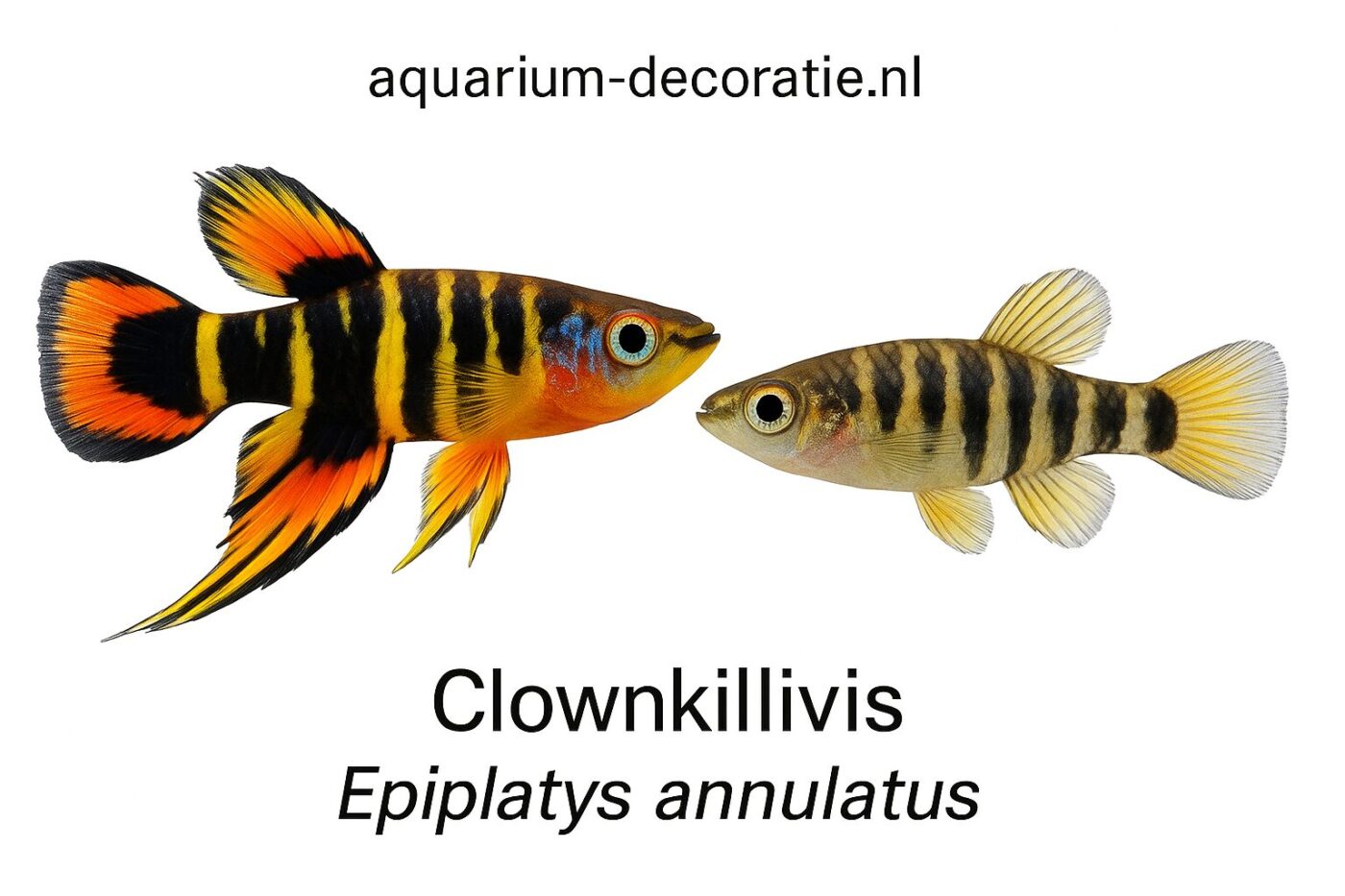 Clown killivis