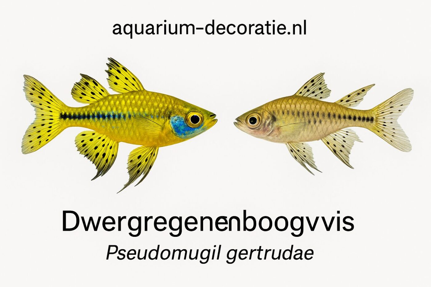 Dwergregenboogvis