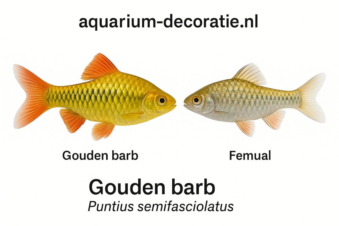 Gouden barb