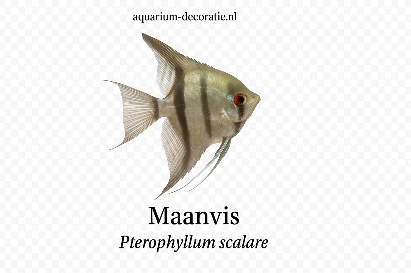 maanvis