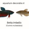 betta imbellis