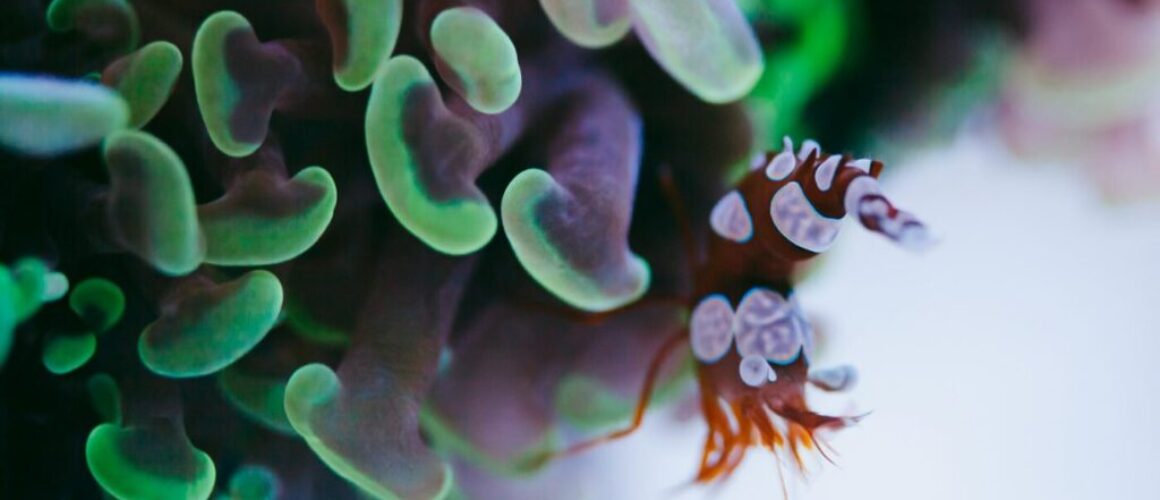 problemen in een reef aquarium