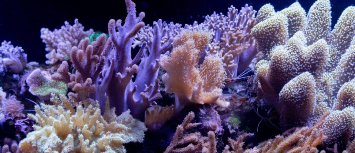 yellow coral reef in water