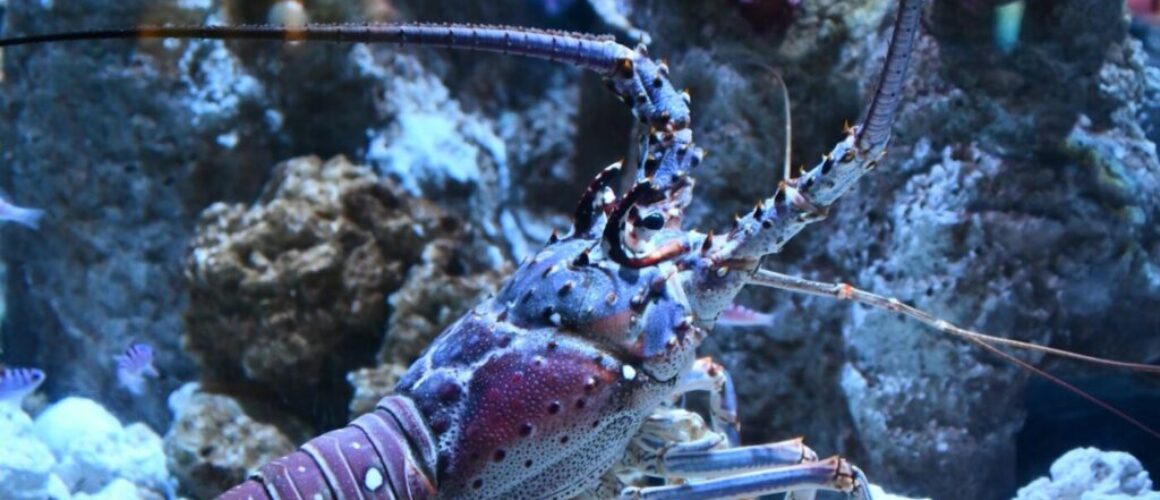 Photo by ALEJANDRO POHLENZ