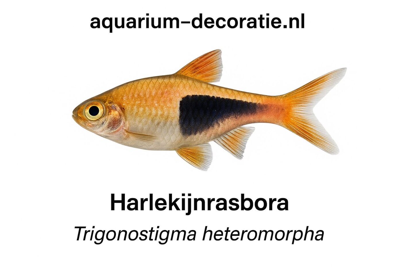 harlekijnrasbora