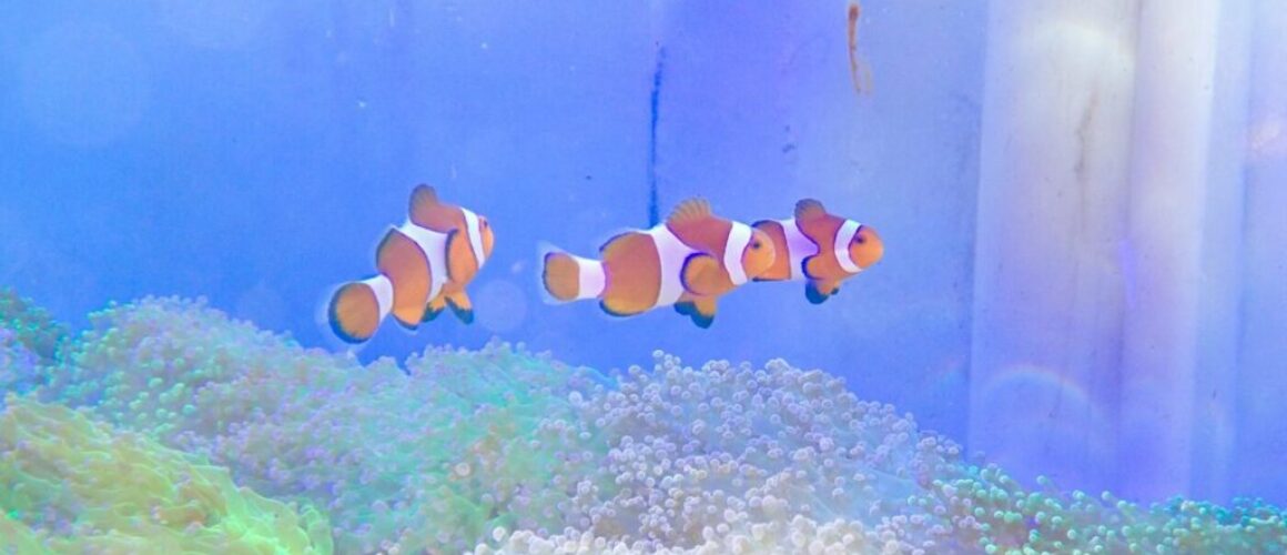 geschikte zoutwatervissen