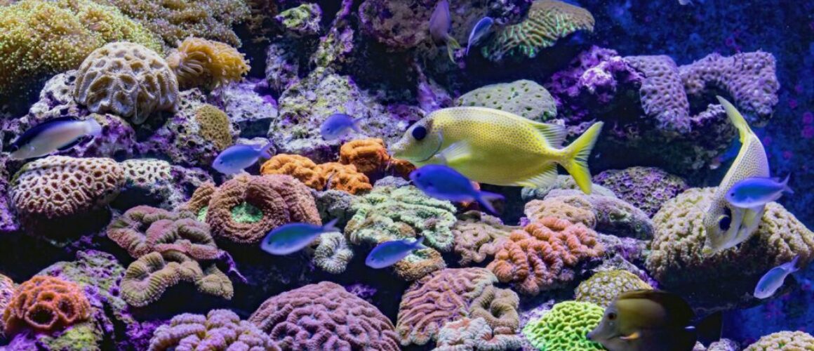 zoutwater aquarium beginnen