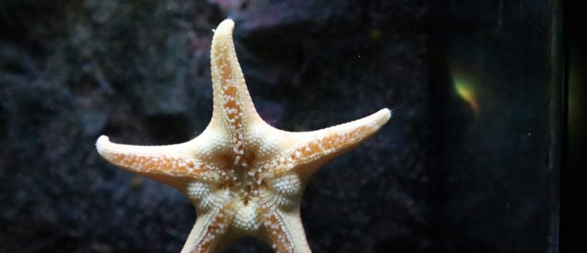 a close up of a starfish in a tank
