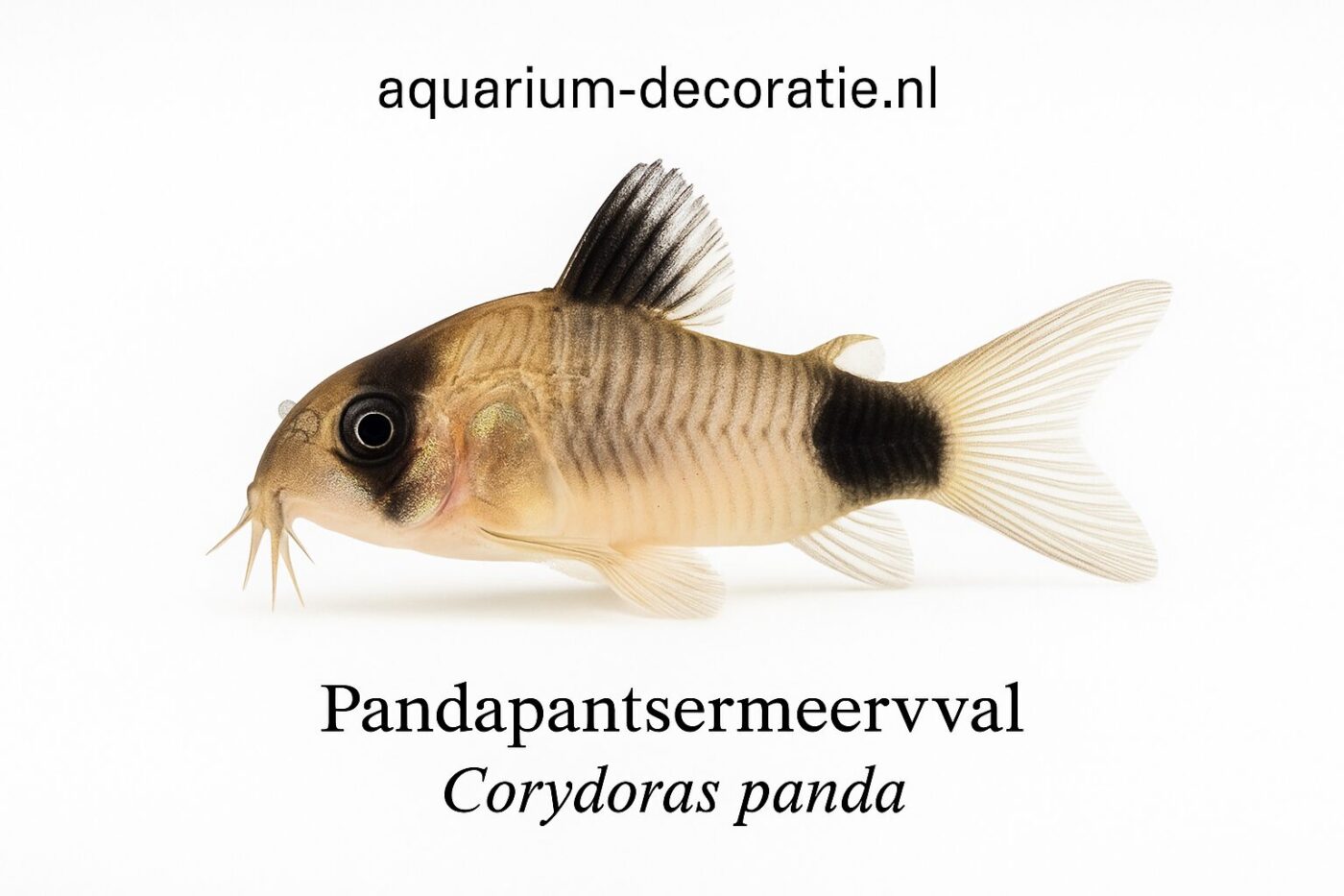 pandapantsermeerval