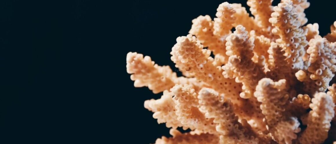 voeding voor koralen