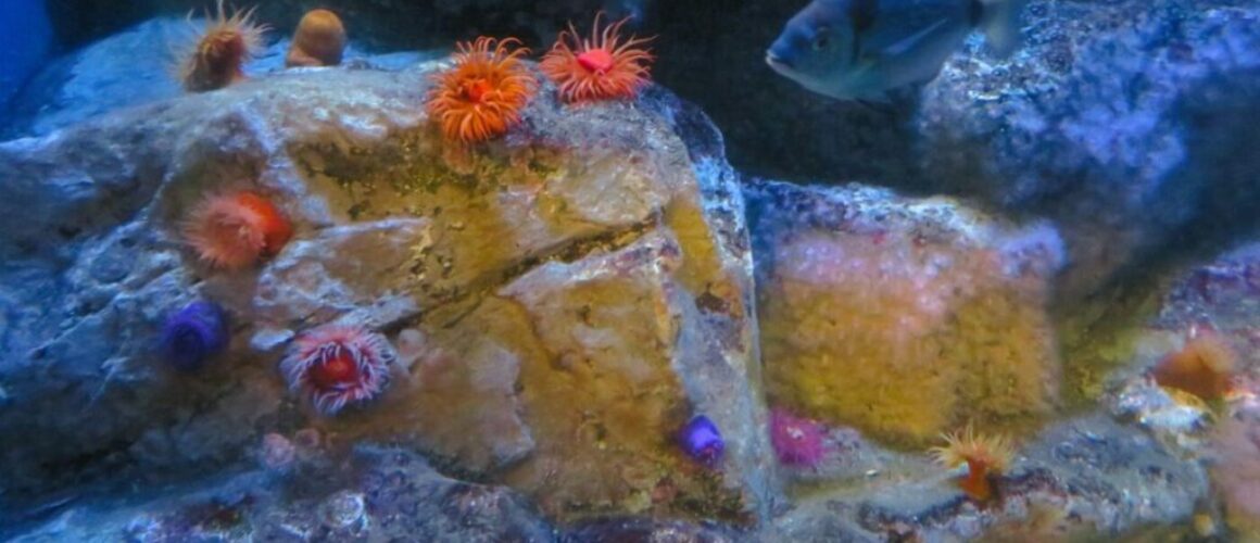 an aquarium filled with lots of different types of fish