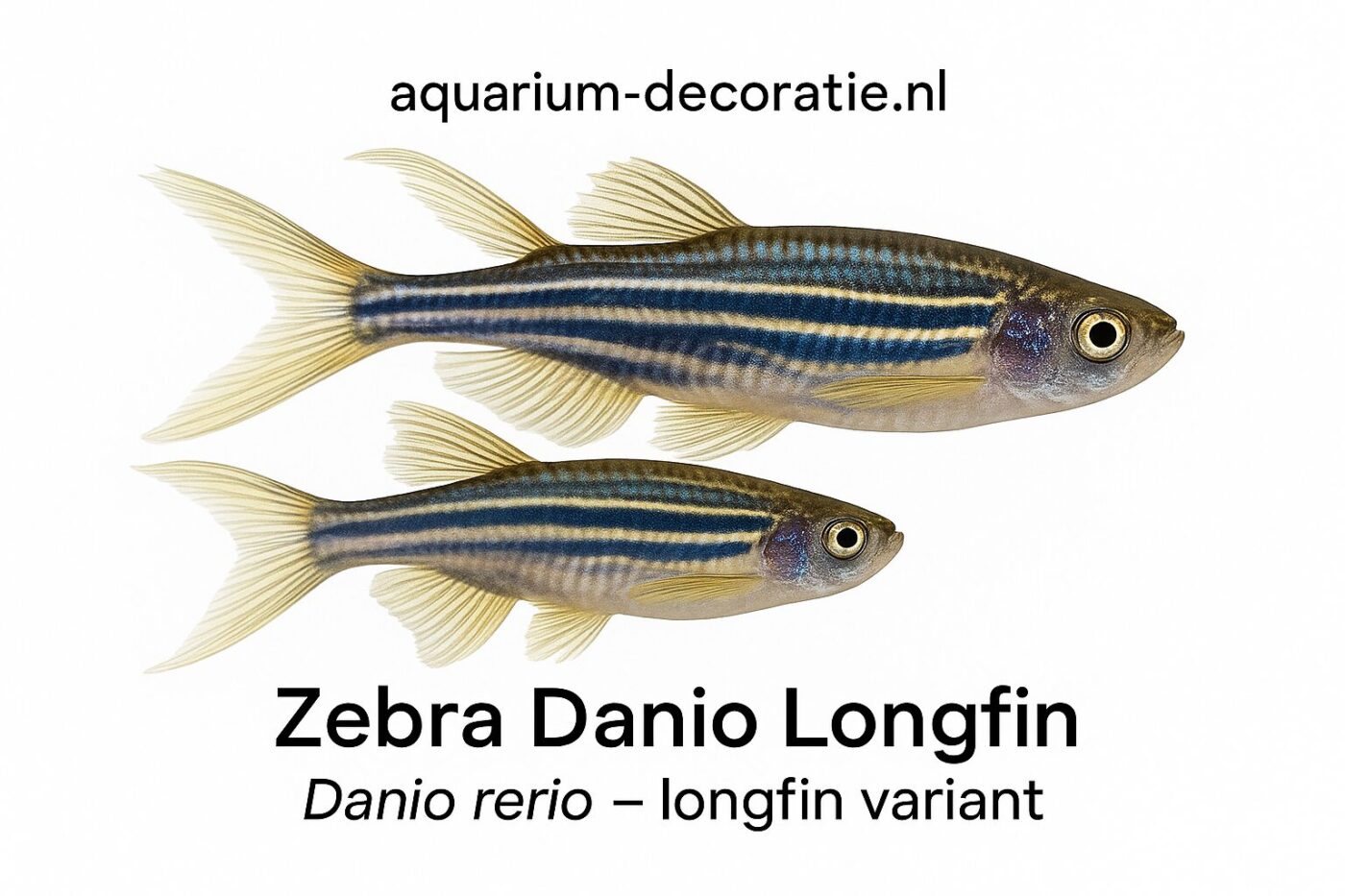 zebra danio longvin