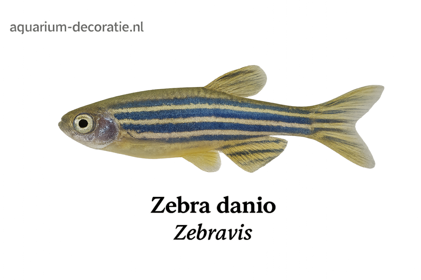 Zebravis