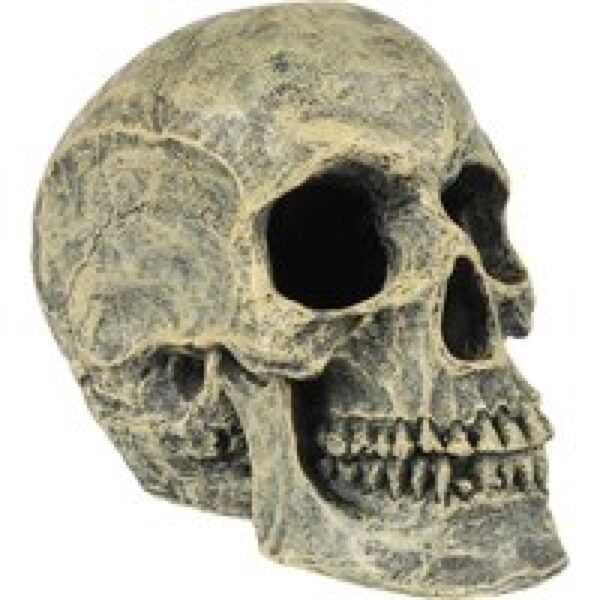 Aqua D'ella Doodskop 16x10,5x13,2CM