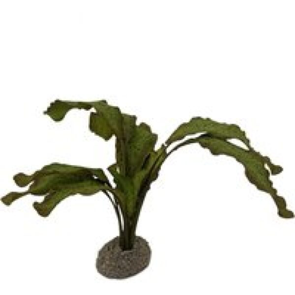 Aqua D'ella Echinodorus Formaat: 1 - 5 cm