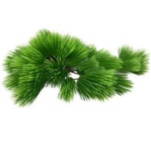 Aqua D'ella Eleocharis Groen 22cm