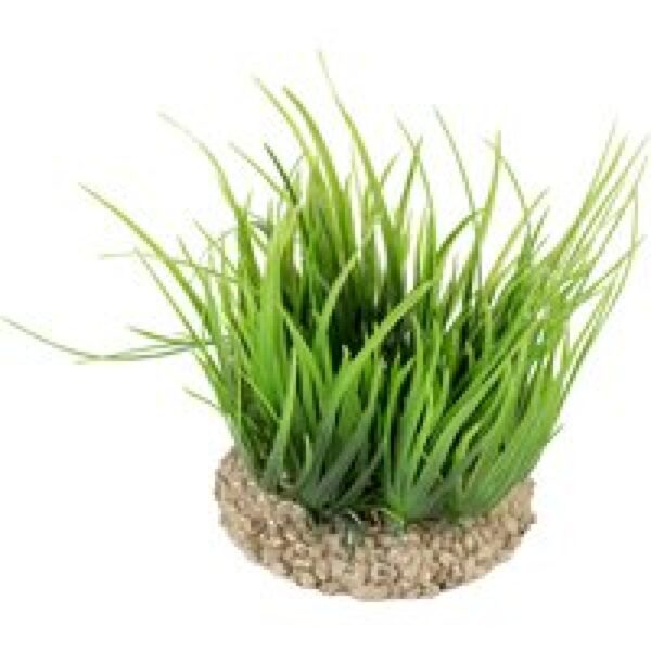 Aqua D'ella Helanthium Groen 8,5x8,5x10cm