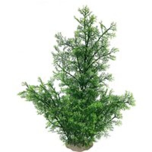 Aqua D'ella Phoenix plant XL - Groen