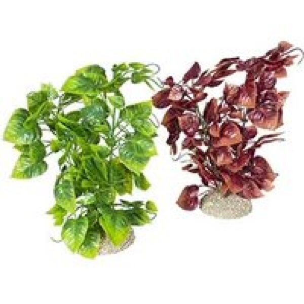Aqua D'ella Plant anubias nana Gemengde kleuren
