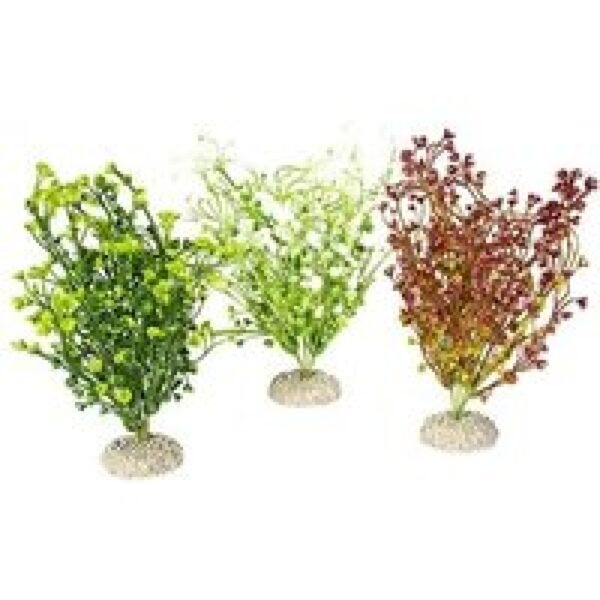 Aqua D'ella Plant bacopa Gemengde kleuren