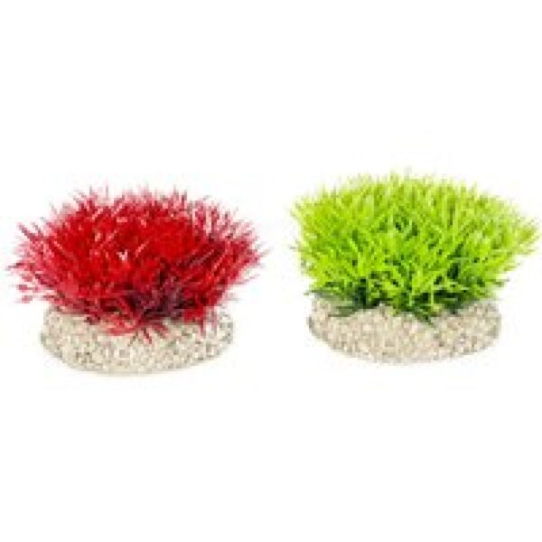 Aqua D'ella Plant crystal gemengde kleuren