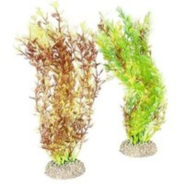 Aqua D'ella Plant egeria densa Gemengde kleuren