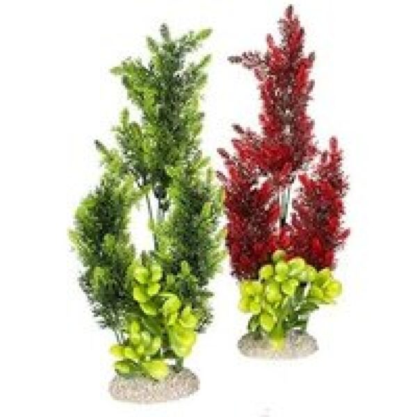 Aqua D'ella Plant elodea densa assorti L