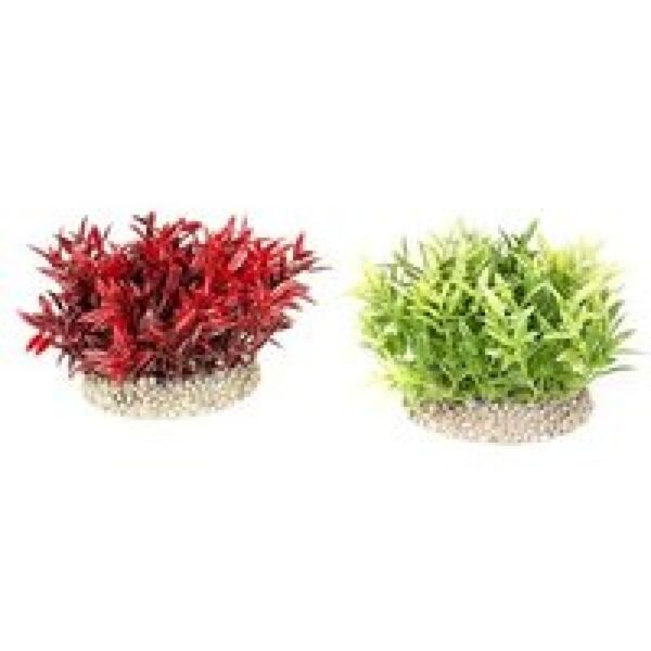 Aqua D'ella Plant gemengde kleuren