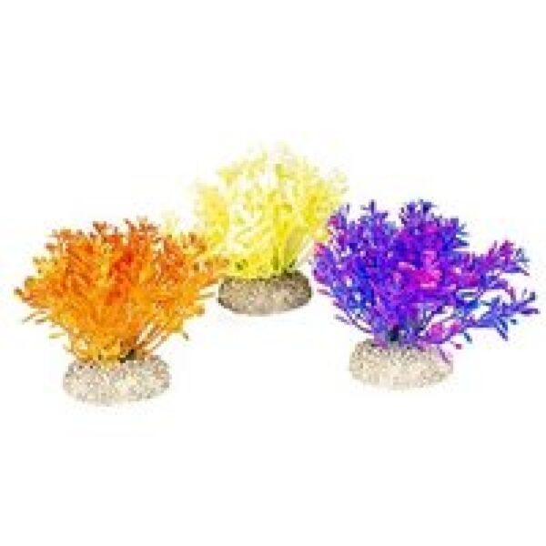 Aqua D'ella Plant glosso Gemengde kleuren