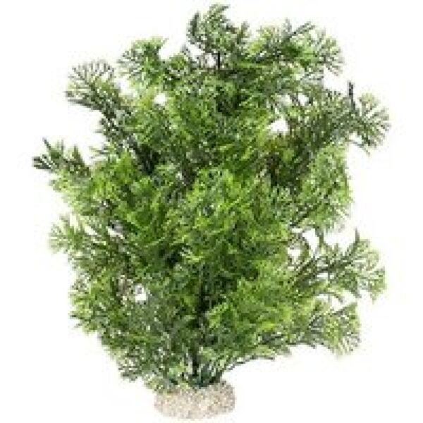 Aqua D'ella Plant phoenix Donkergroen