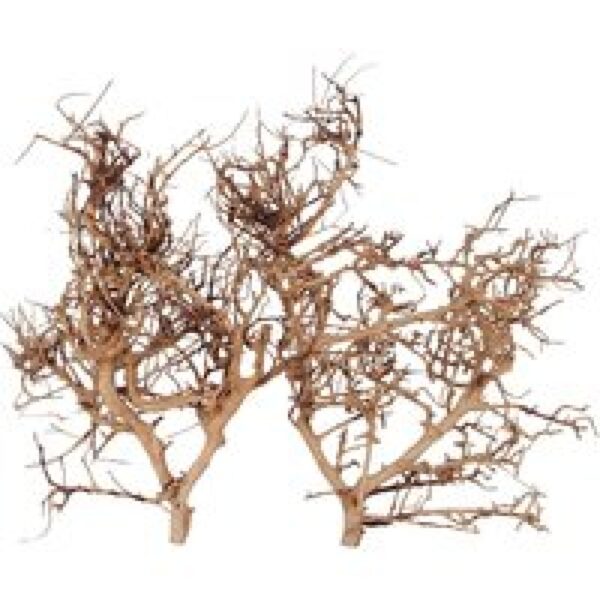 Aqua D'ella Thailand Tak Bruin L - 35-45cm