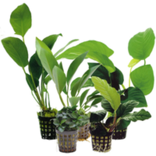 Aquafleur Anubias Mixed | Speerblad | in 14 cm pot Waterplant