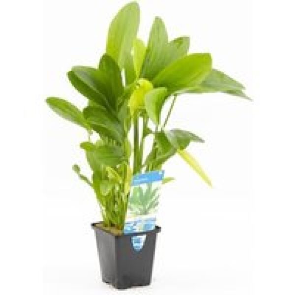 Aquafleur Echinodorus mix | Waterweegbree | in 9CM pot P9 Pot