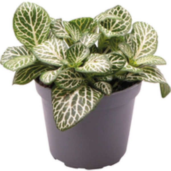 Aquafleur Fittonia Albivenis Mini White | In 5 cm pot
