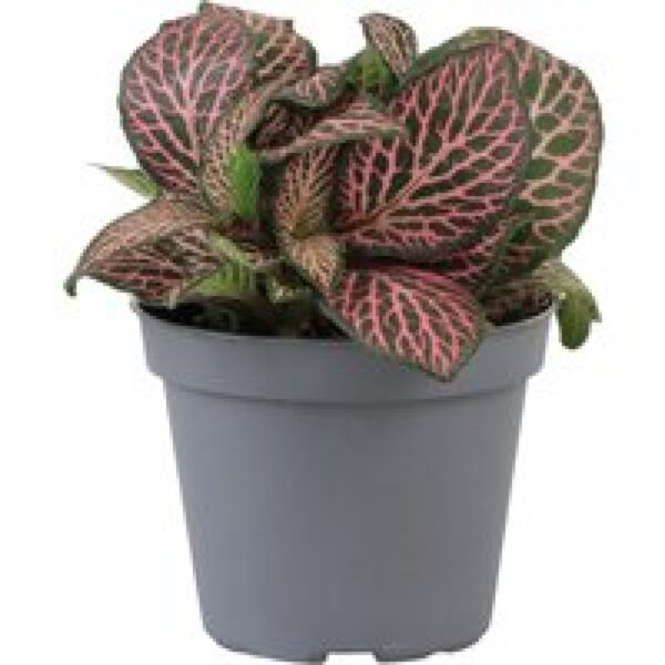 Aquafleur Fittonia Pink Specik | In 5 cm pot
