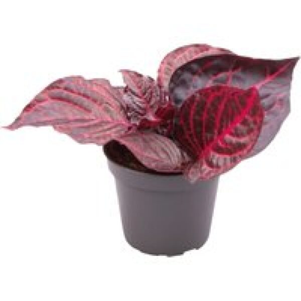 Aquafleur Iresine Herbstii Bloodleaf | In 5 cm pot