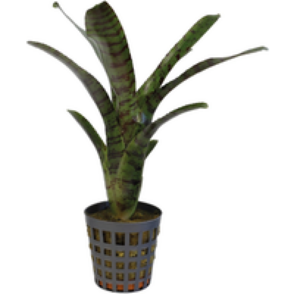 Aquafleur Neoregelia Ampullacea Tigrina | In 5 cm pot