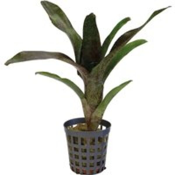 Aquafleur Neoregelia Atlantis | In 5 cm pot