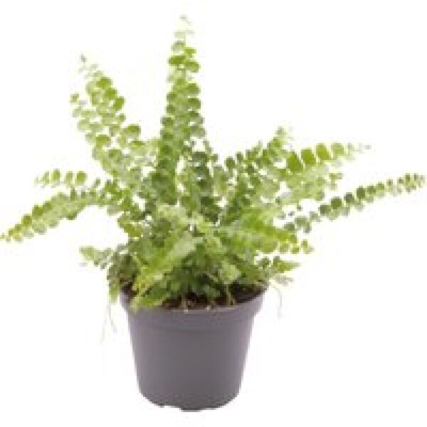 Aquafleur Nephrolepis Exaltata Duffy | In 5 cm pot