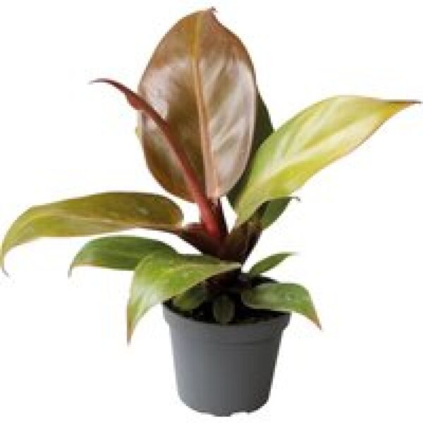 Aquafleur Philodendron Cherry Red | In 5 cm pot