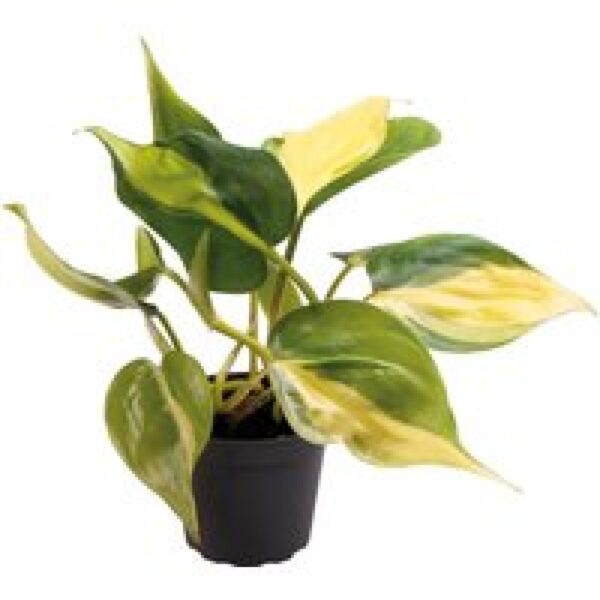 Aquafleur Philodendron Scandens Brazil | In 5 cm pot