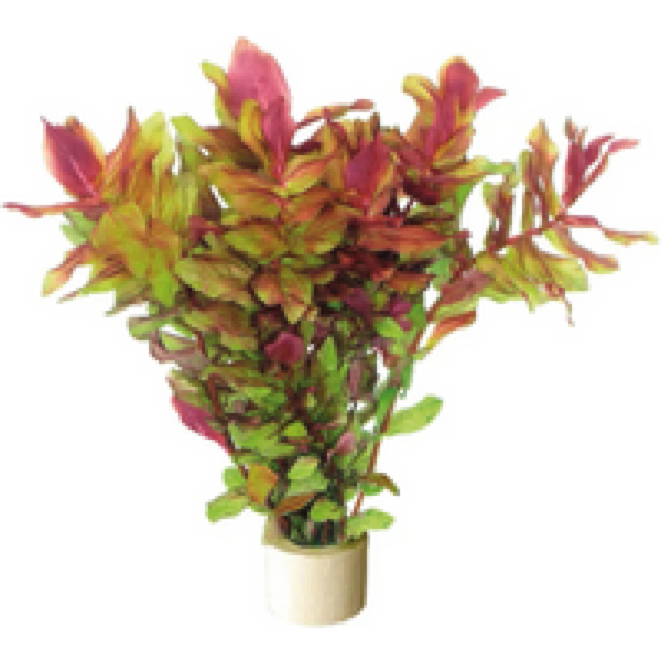 Aquafleur Rotala Macrandra | Roze Macandra | in Terracotta Ring