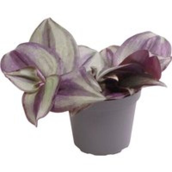 Aquafleur Tradescantia Zebra | In 5 cm pot