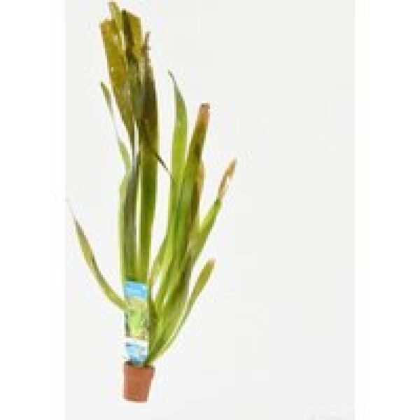 Aquafleur Vallisneria Giganthea | Reuze Moerasplant | in Terracotta Ring