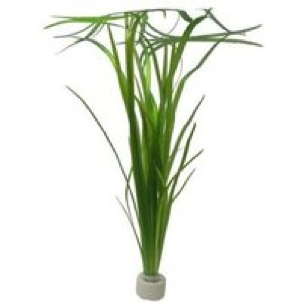 Aquafleur Vallisneria Spiralis | Rechte Vallisneria | In Terracotta Ring