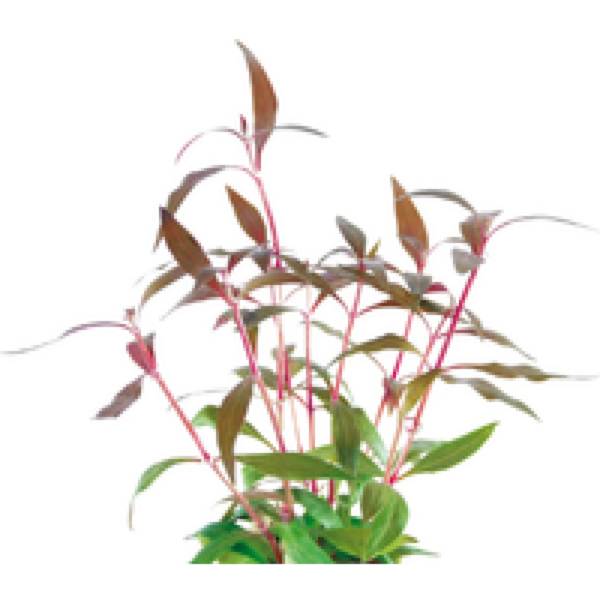 Aquaflora Alternanthera Reineckii Mini | Papegaaienblad | in 5 cm pot